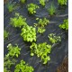 Talajtakaró fólia fűszernövényekhez, előre luggalt - Nature